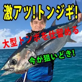 ビンナガマグロ