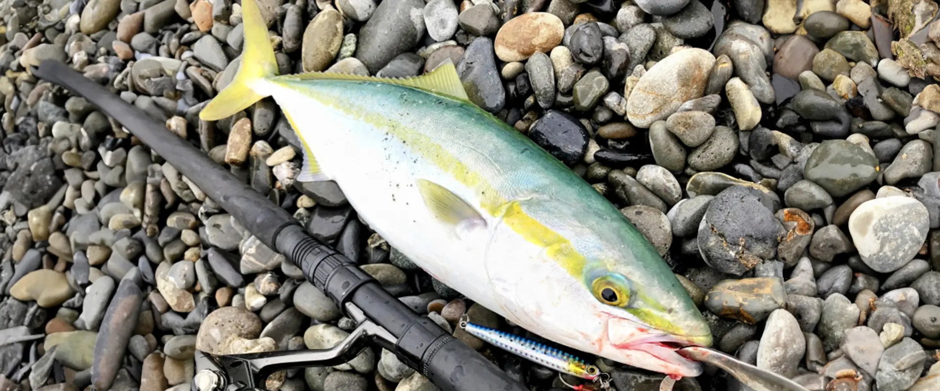 魚へんに「反」で何と読む？