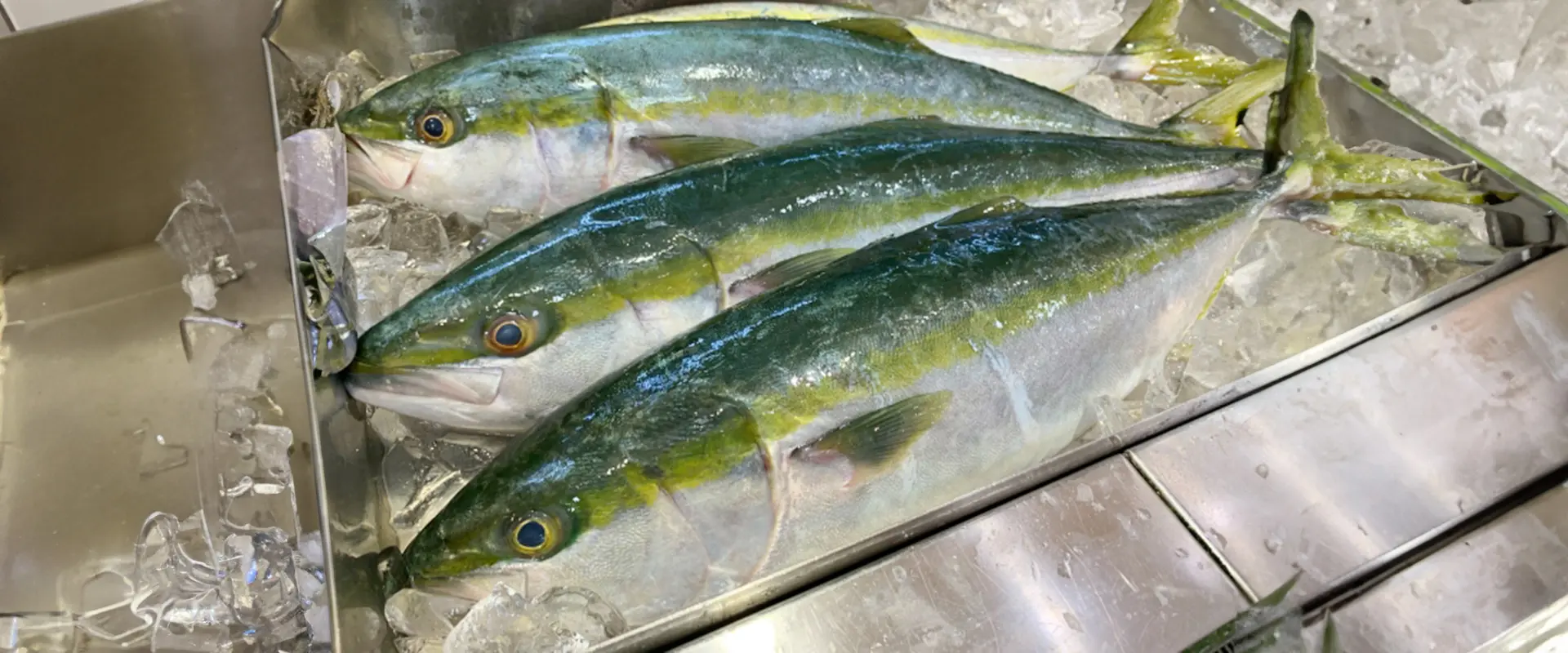 どんな魚？生態と特徴