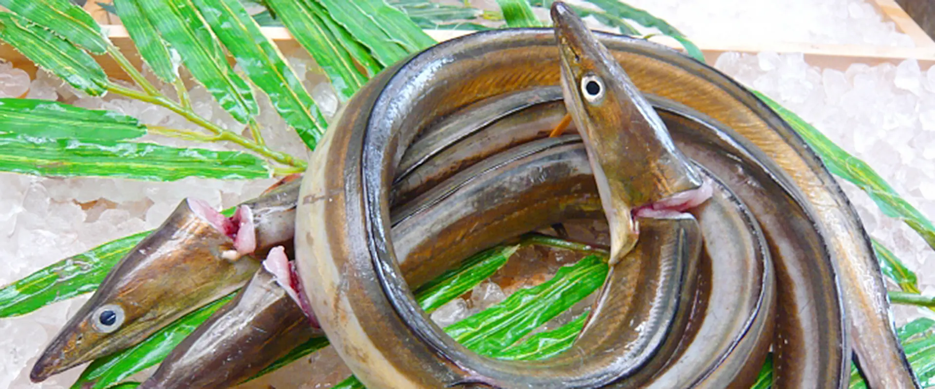 どんな魚？生態と特徴