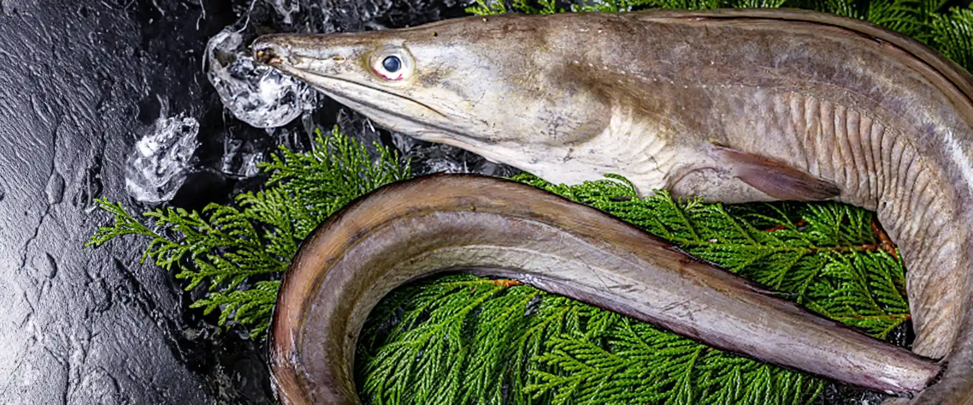 なぜ魚へんに「豊」