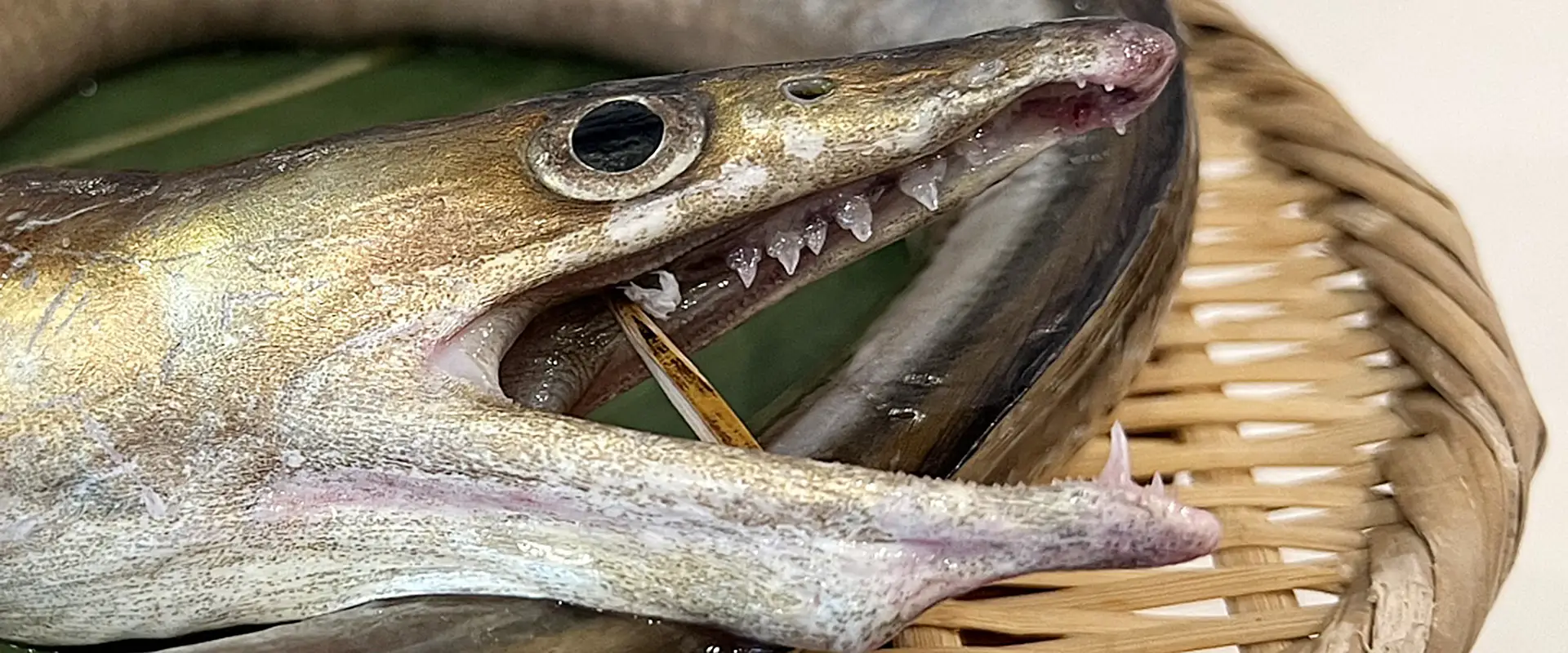 「鱧（ハモ）」の名前の由来