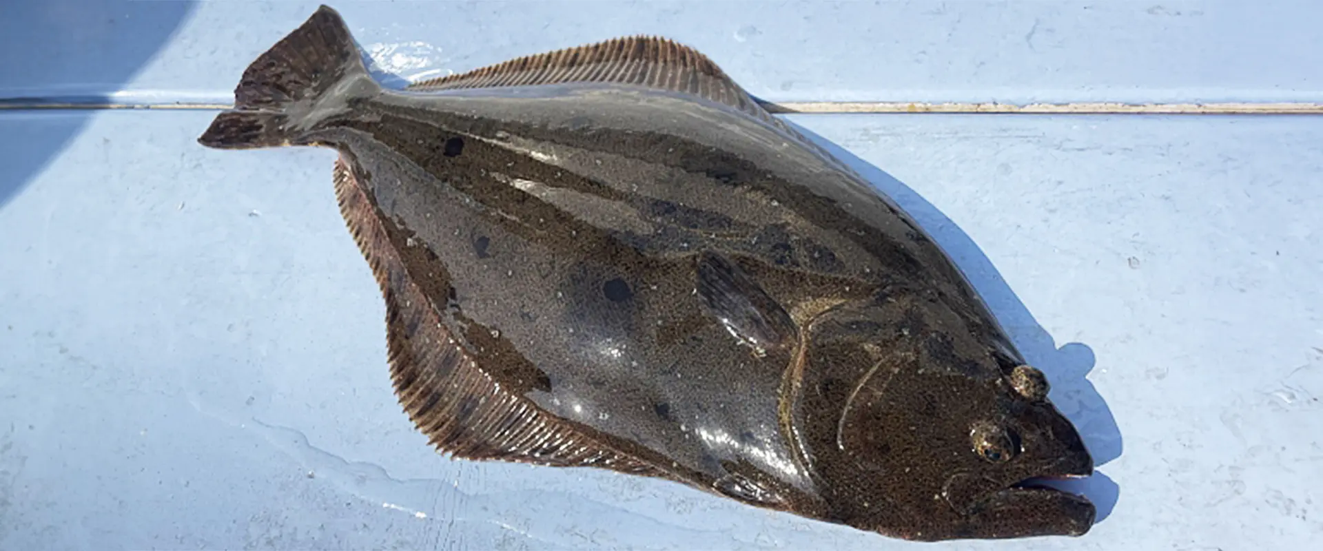 どんな魚？生態と特徴