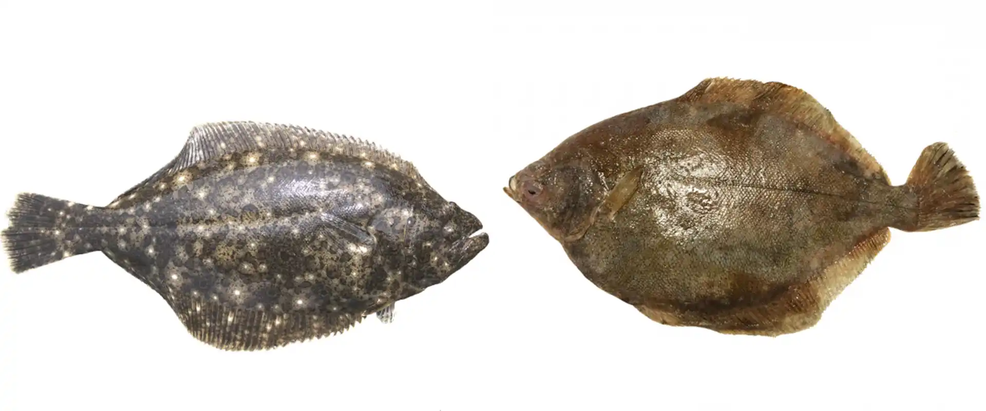 カレイとの違い