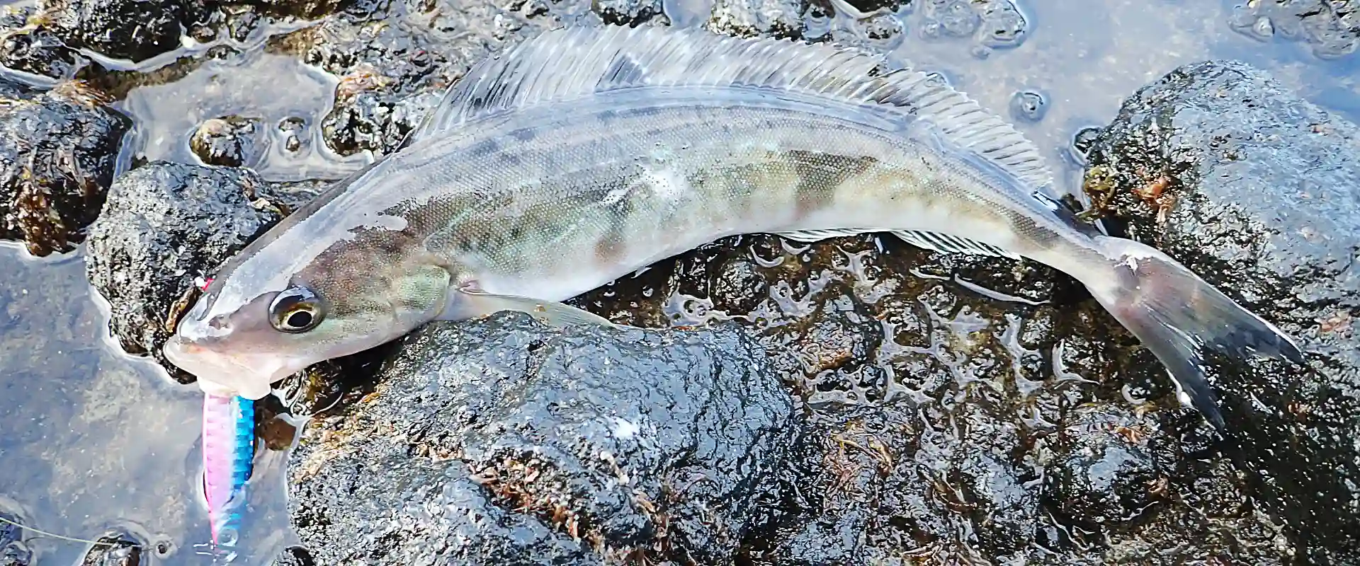 魚へんに「花」の漢字の読み方は？どんな魚？