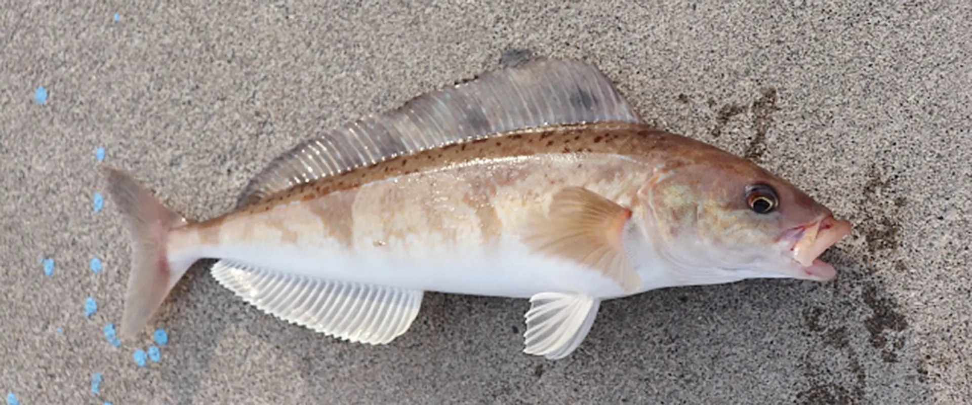 どんな魚？生態と特徴