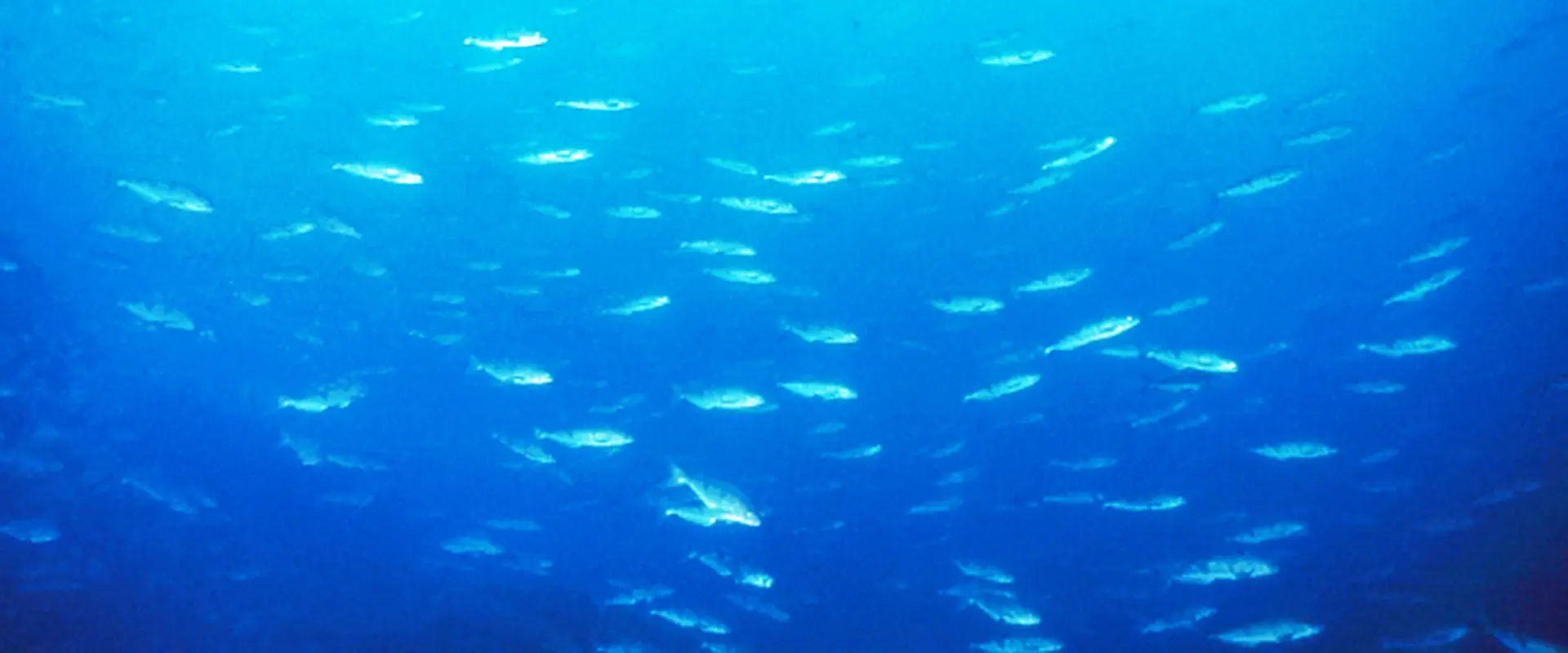 アオボッケとは？