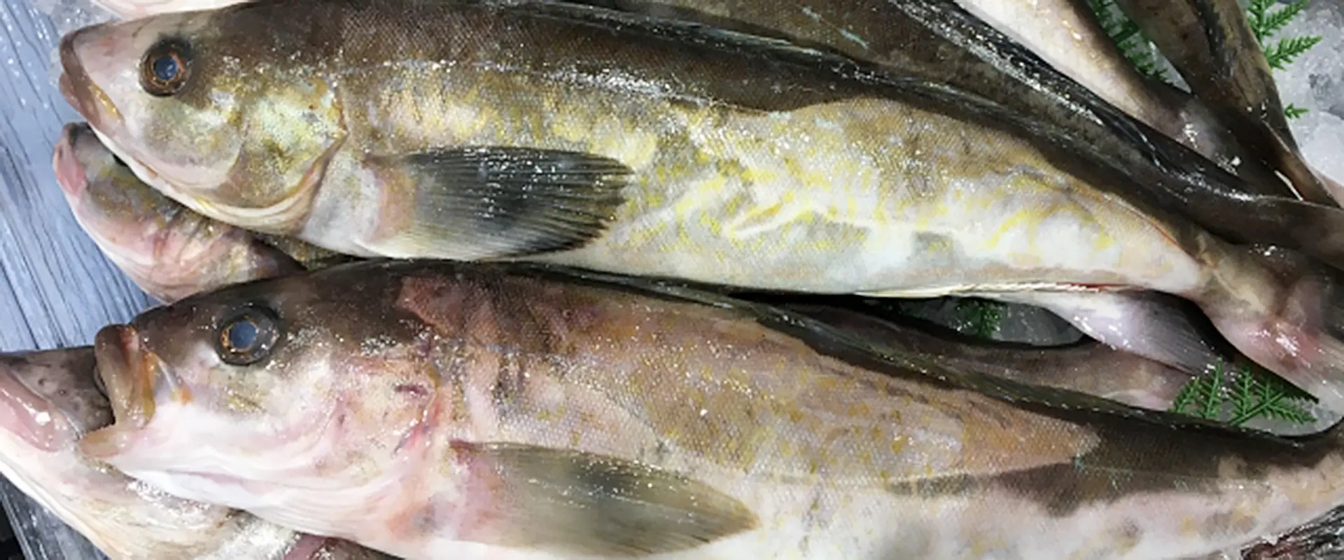 なぜ魚へんに「花」