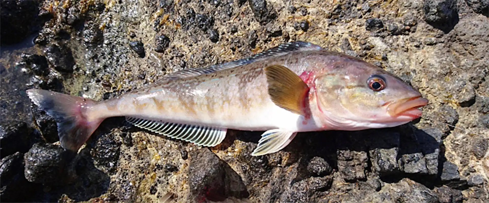 𩸽（ホッケ）の名前の由来