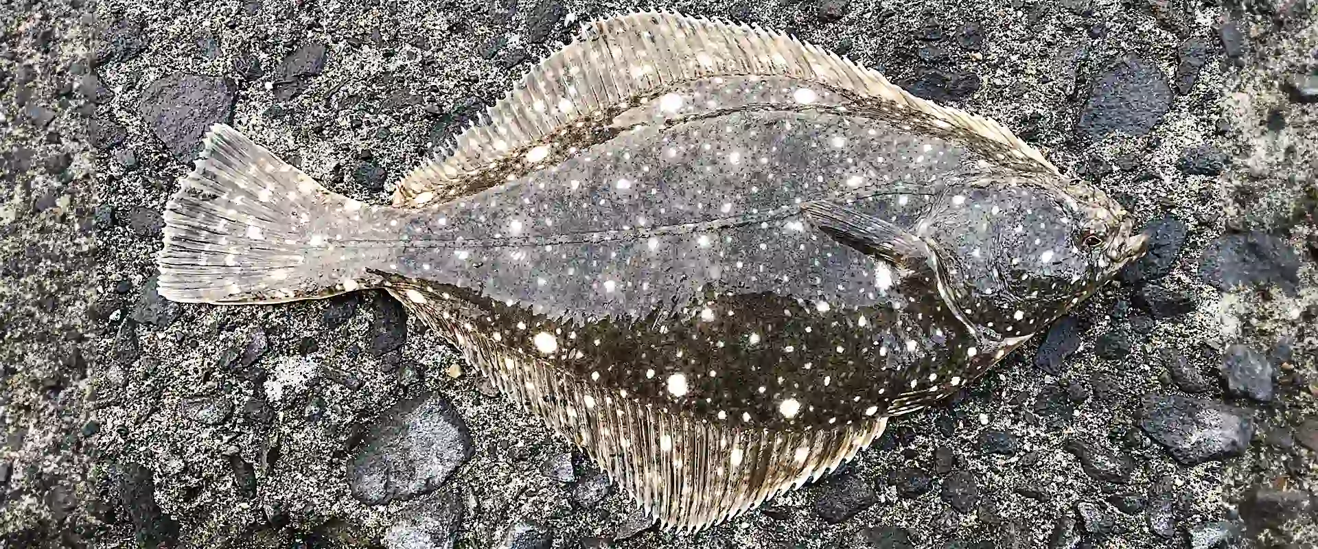 魚へんに「葉」「蝶」の読み方は？