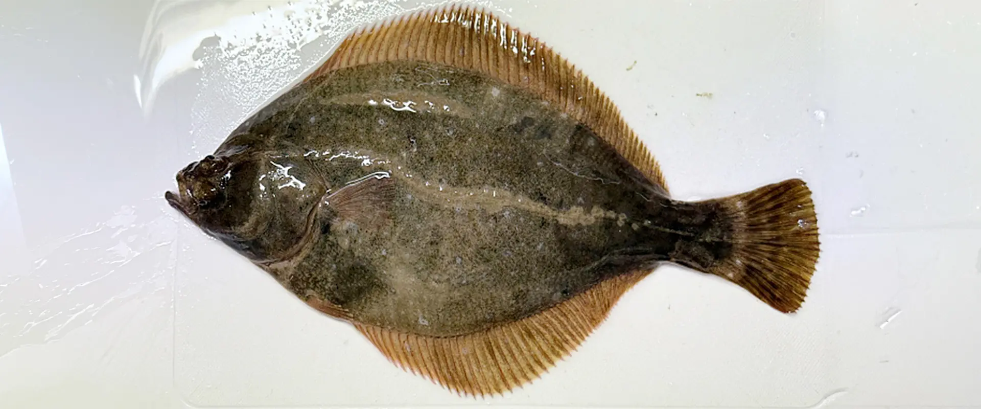 どんな魚？生態と特徴