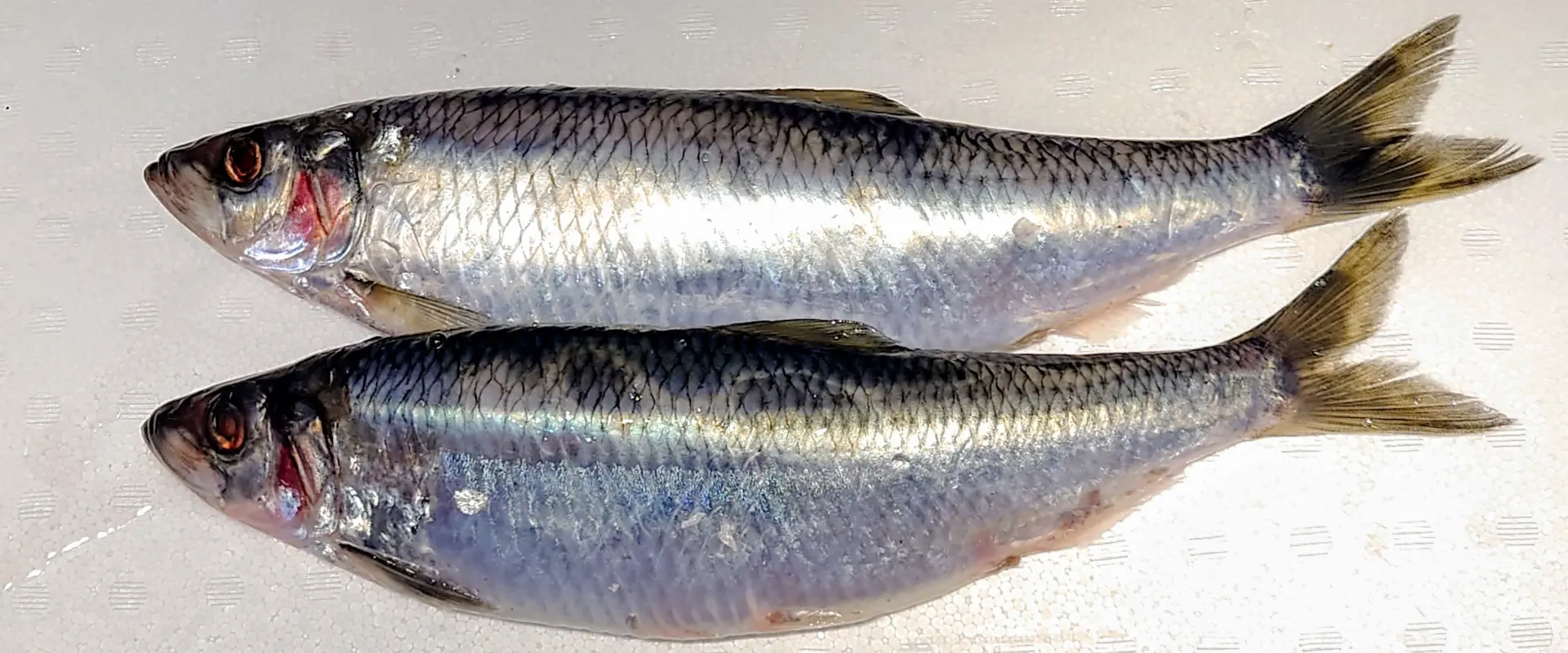 ニシンはどんな魚？特徴