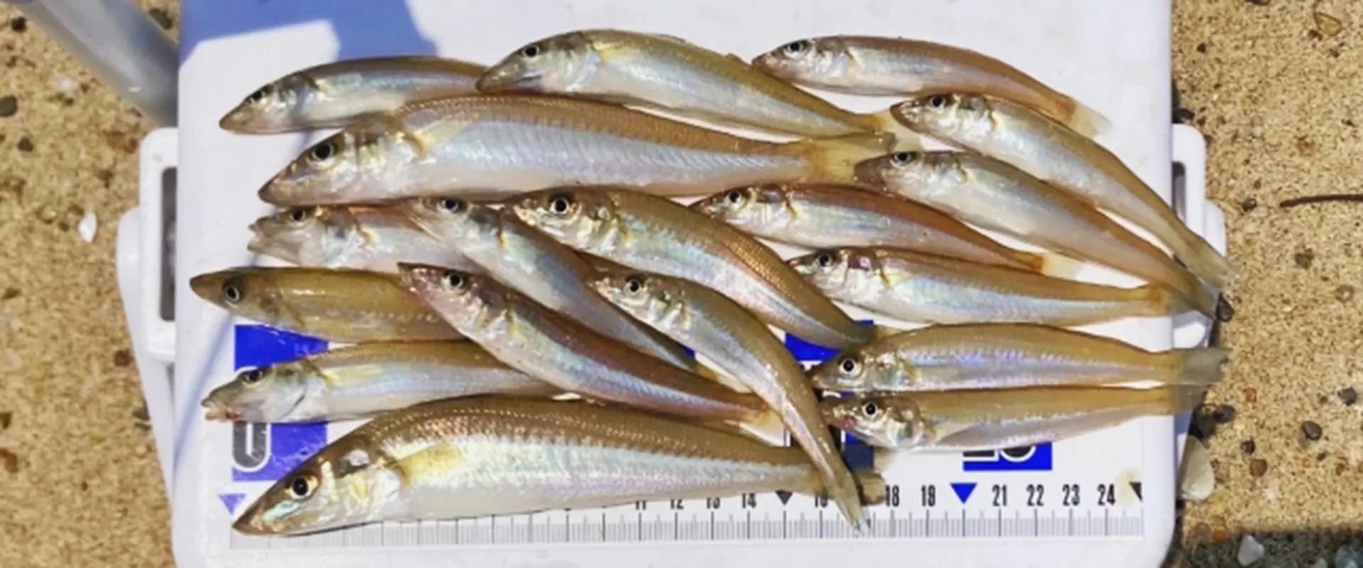 「鱚（キス）」の名前の由来