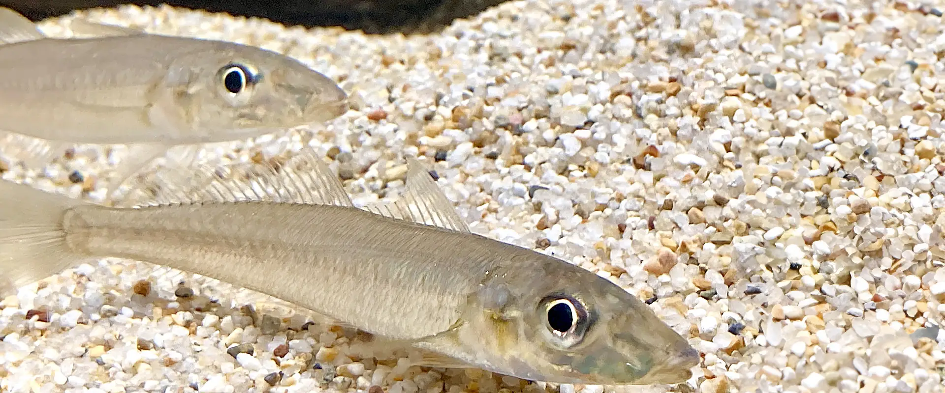 魚へんに「喜ぶ」と書いて何と読む？どんな魚？鱚の名前の由来 まとめ