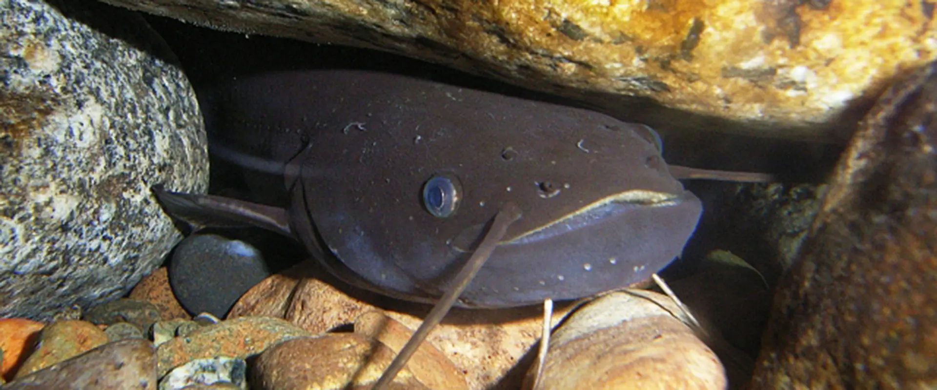 魚へんに「念」じるの読み方は？どんな魚？