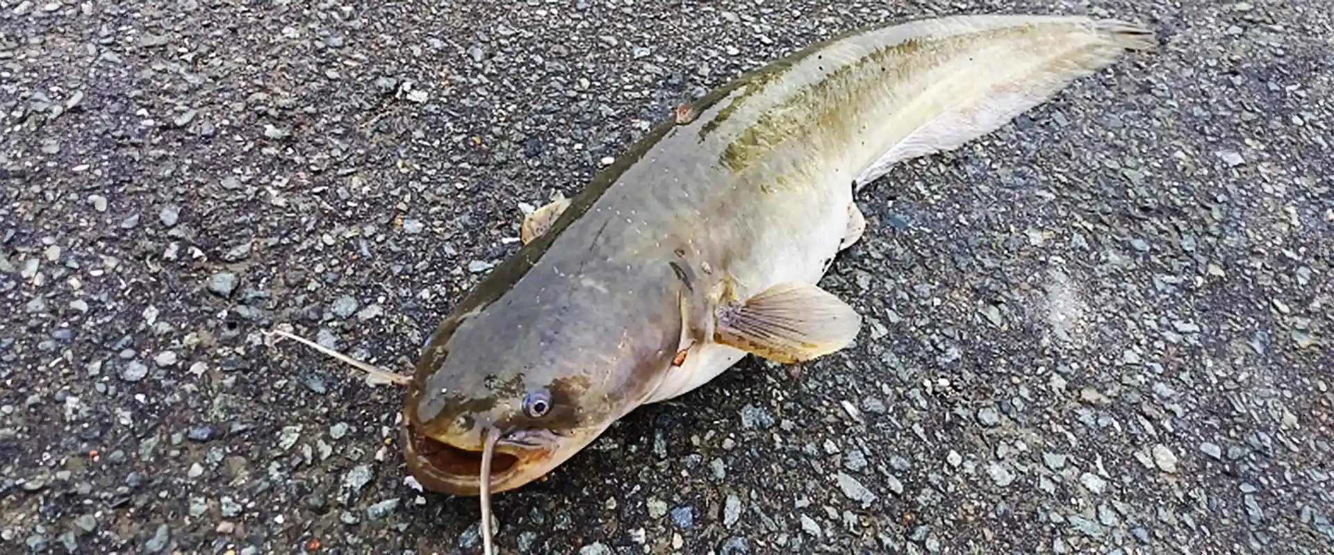 どんな魚？生態と特徴