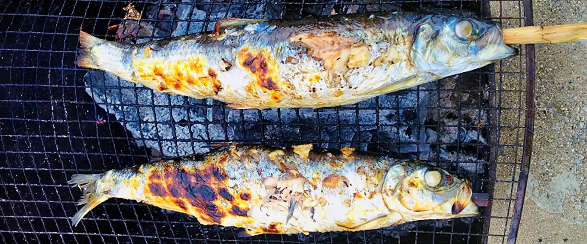 どんな魚？生態と特徴