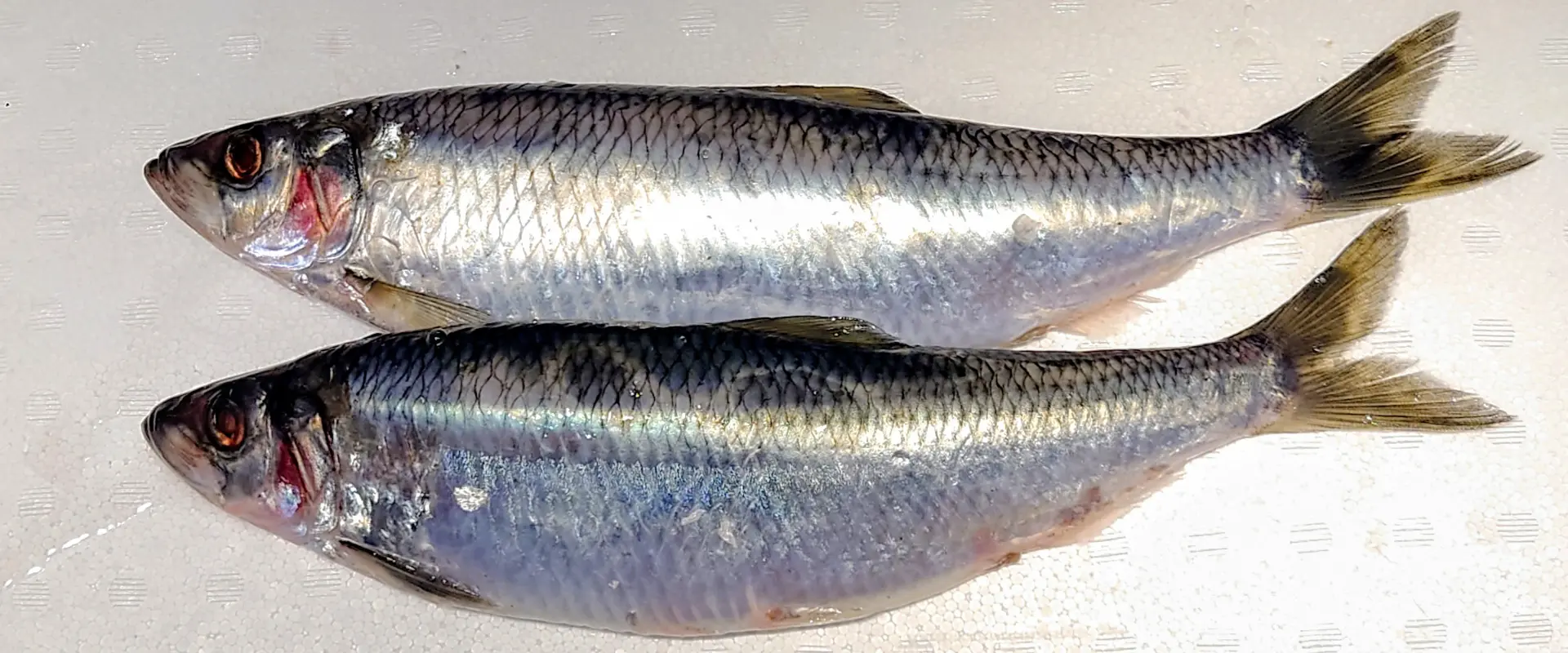 種類による違い