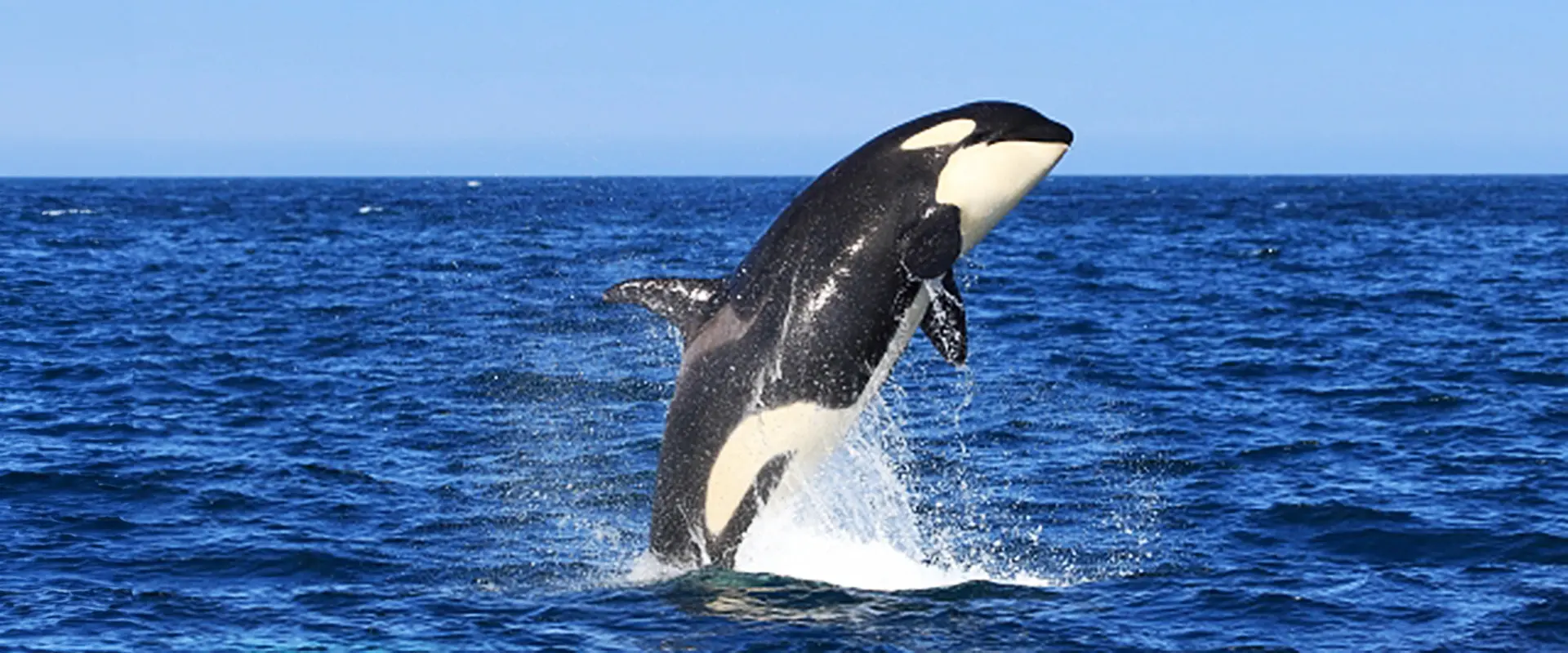 魚へんに「虎」の読み方は？どんな魚？