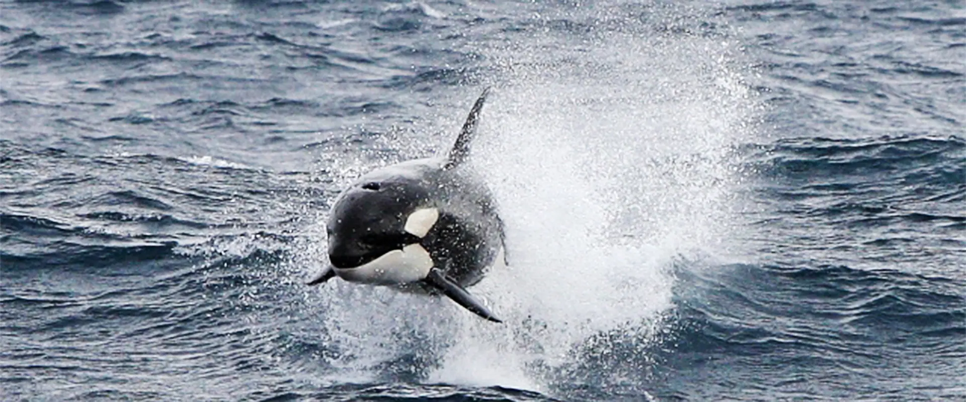 どんな魚？生態と特徴