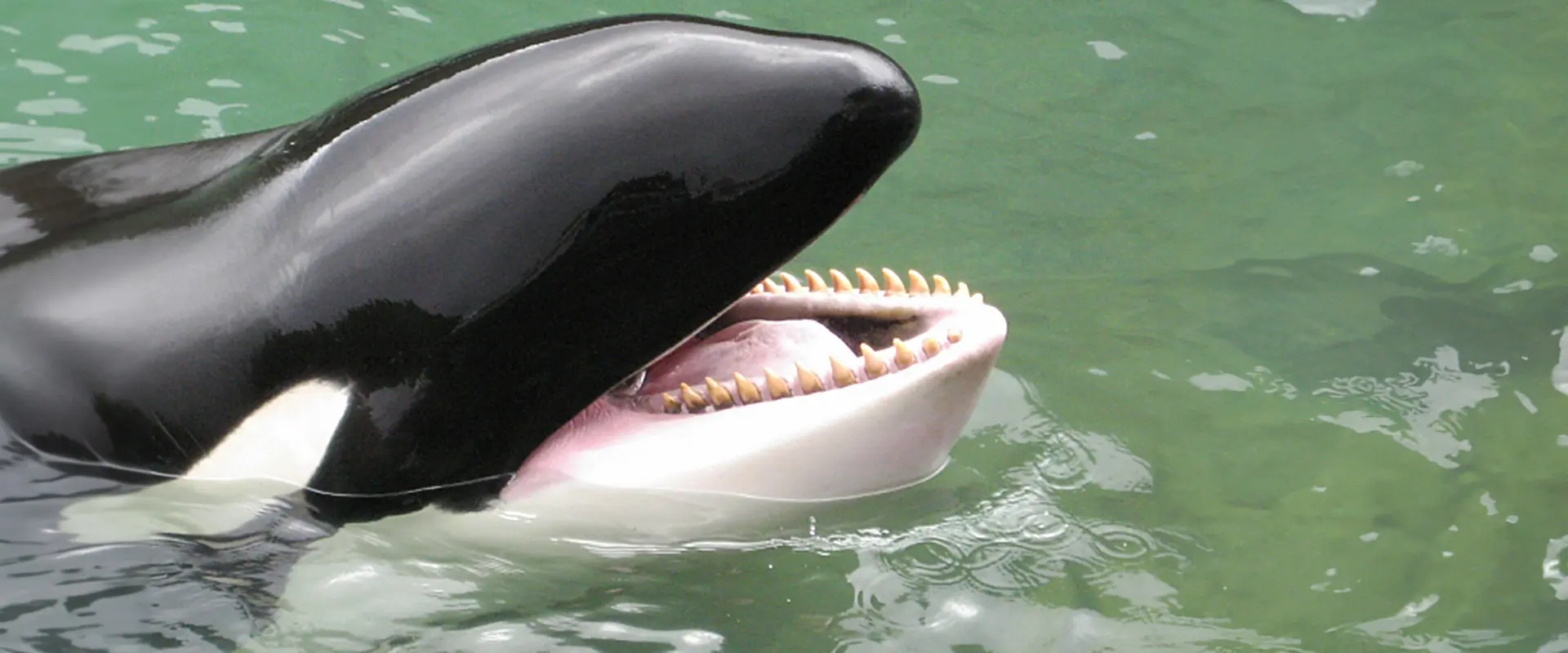 なぜ魚へんに「虎」