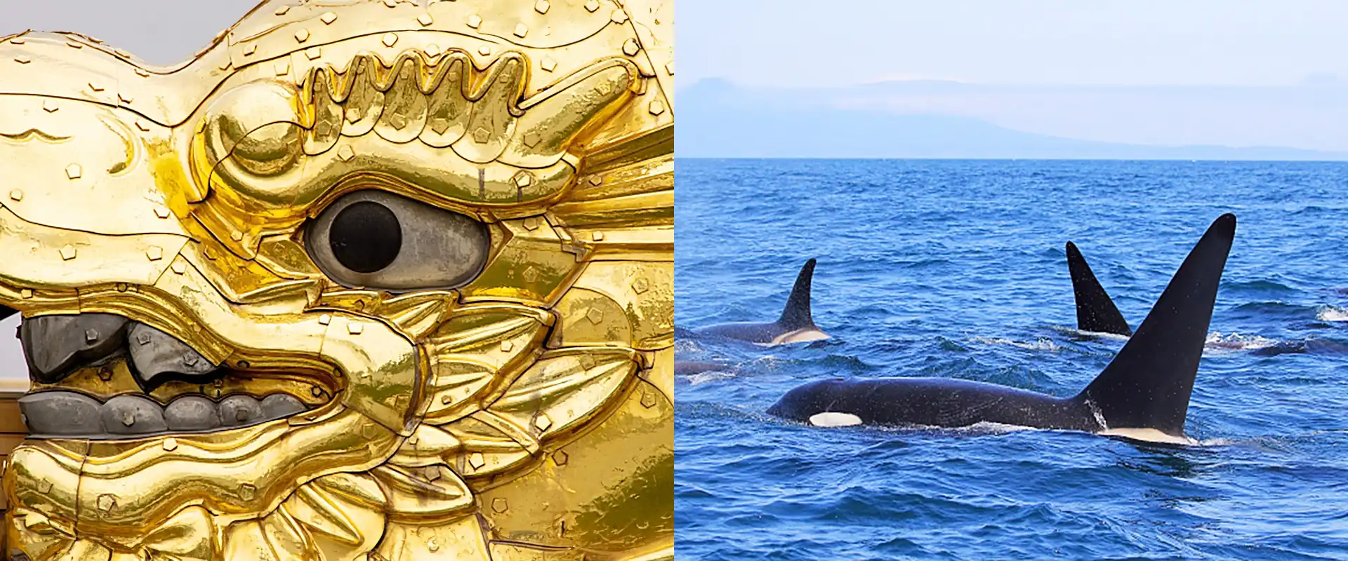 「鯱（シャチ）」の名前の由来