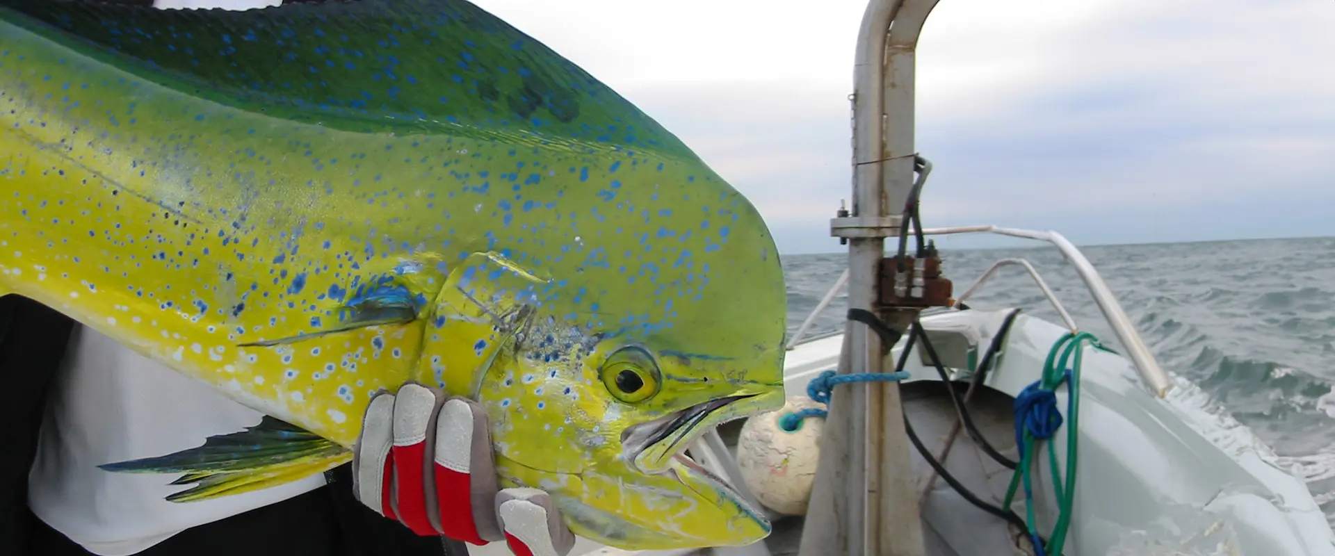 魚へんに「暑い」と書いて何と読む？別名は？どんな魚