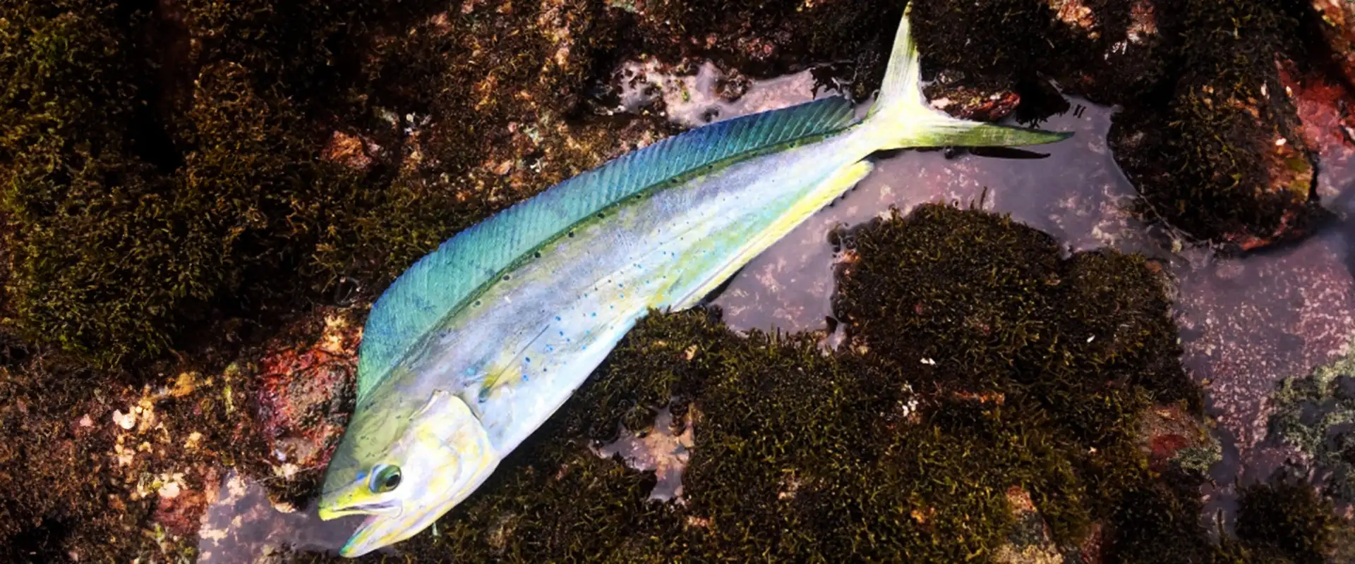 どんな魚？生態と特徴