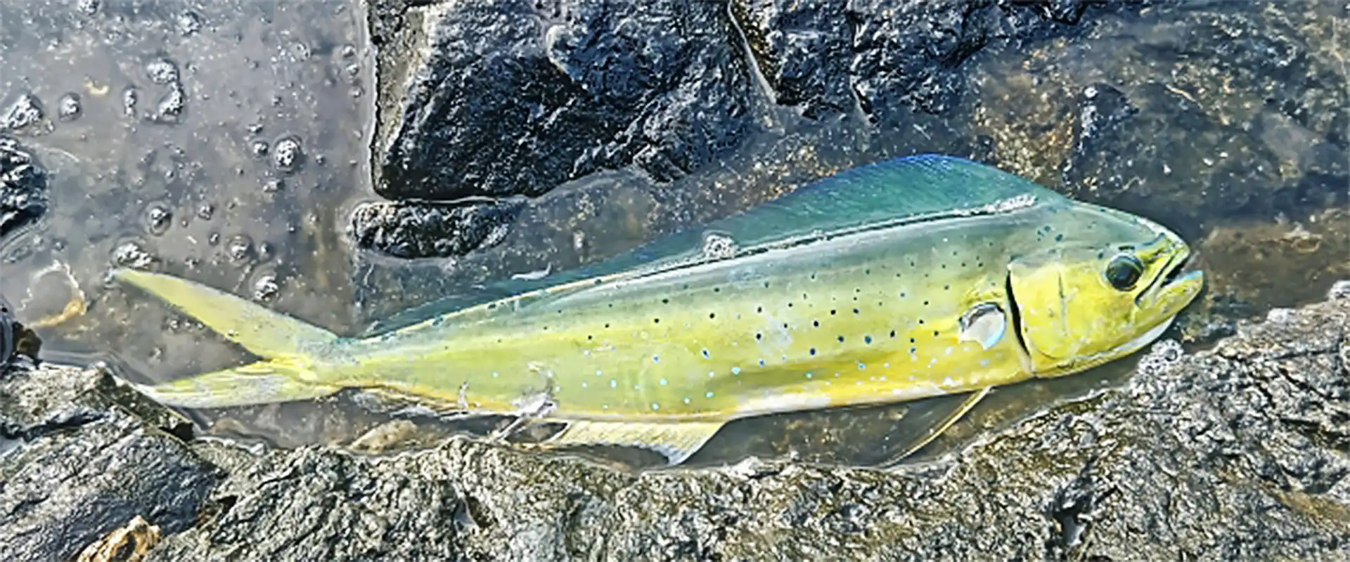 別名の日本名は？