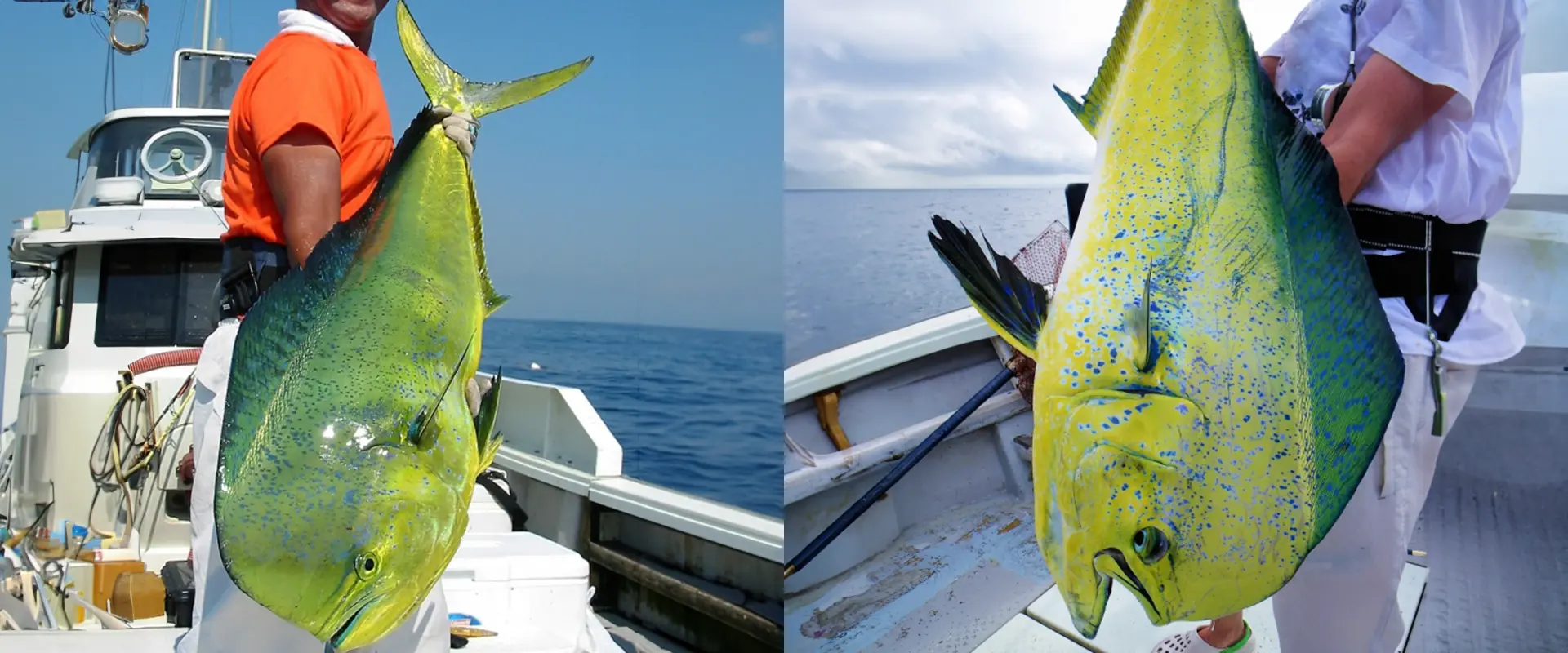 「鱪」の名前の由来