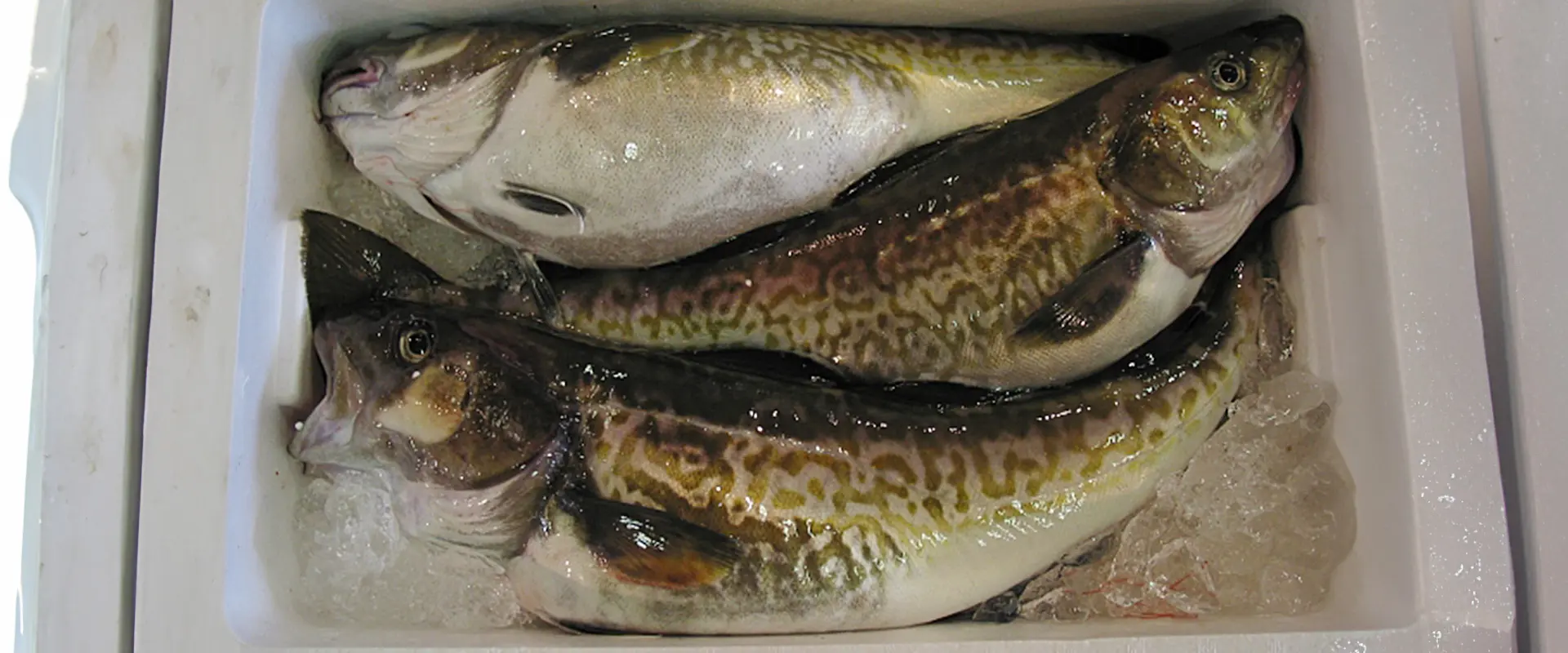 魚へんに「雪」の漢字の読み方は？どんな魚？