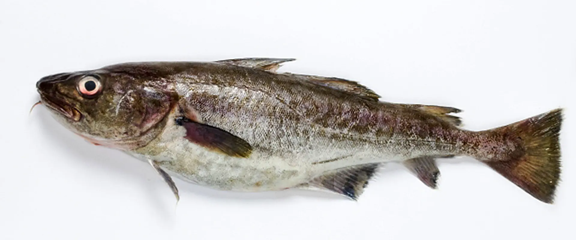 どんな魚？生態と特徴