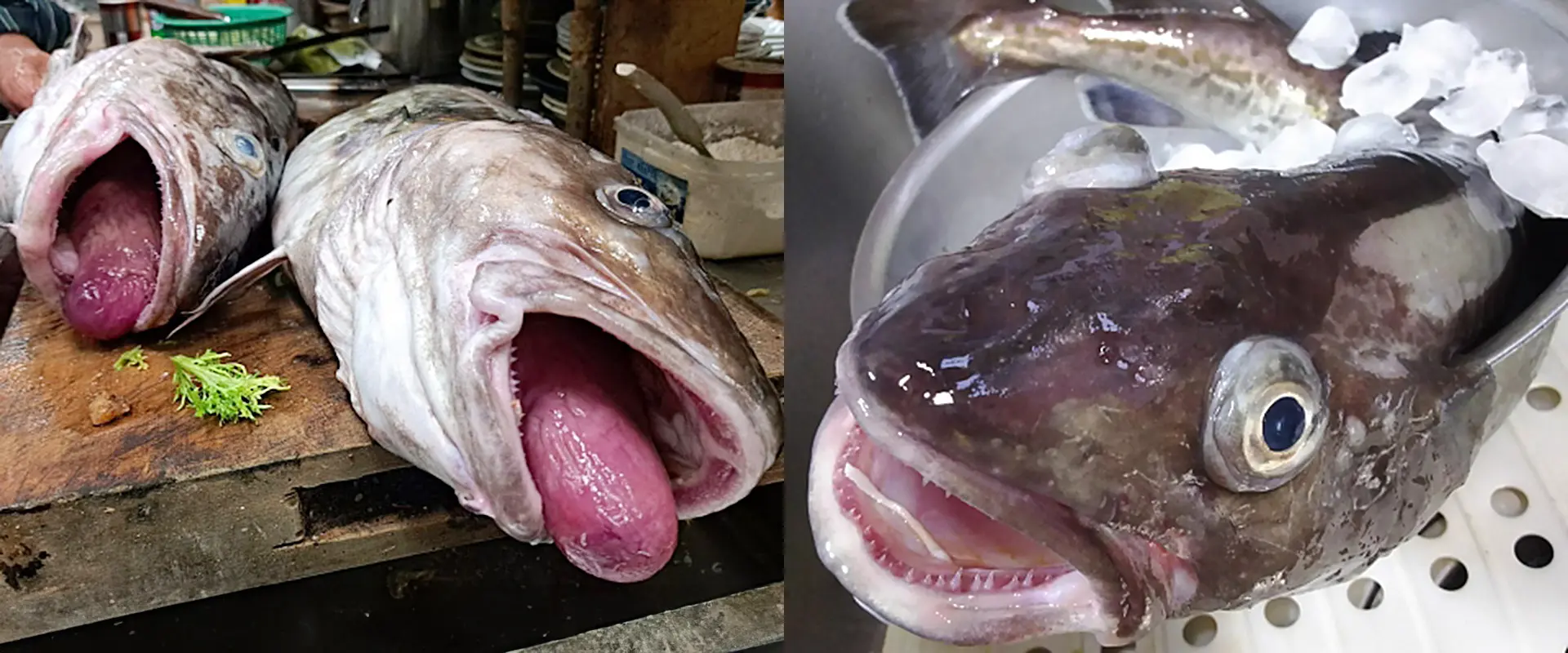 鱈（タラ）の名前の由来