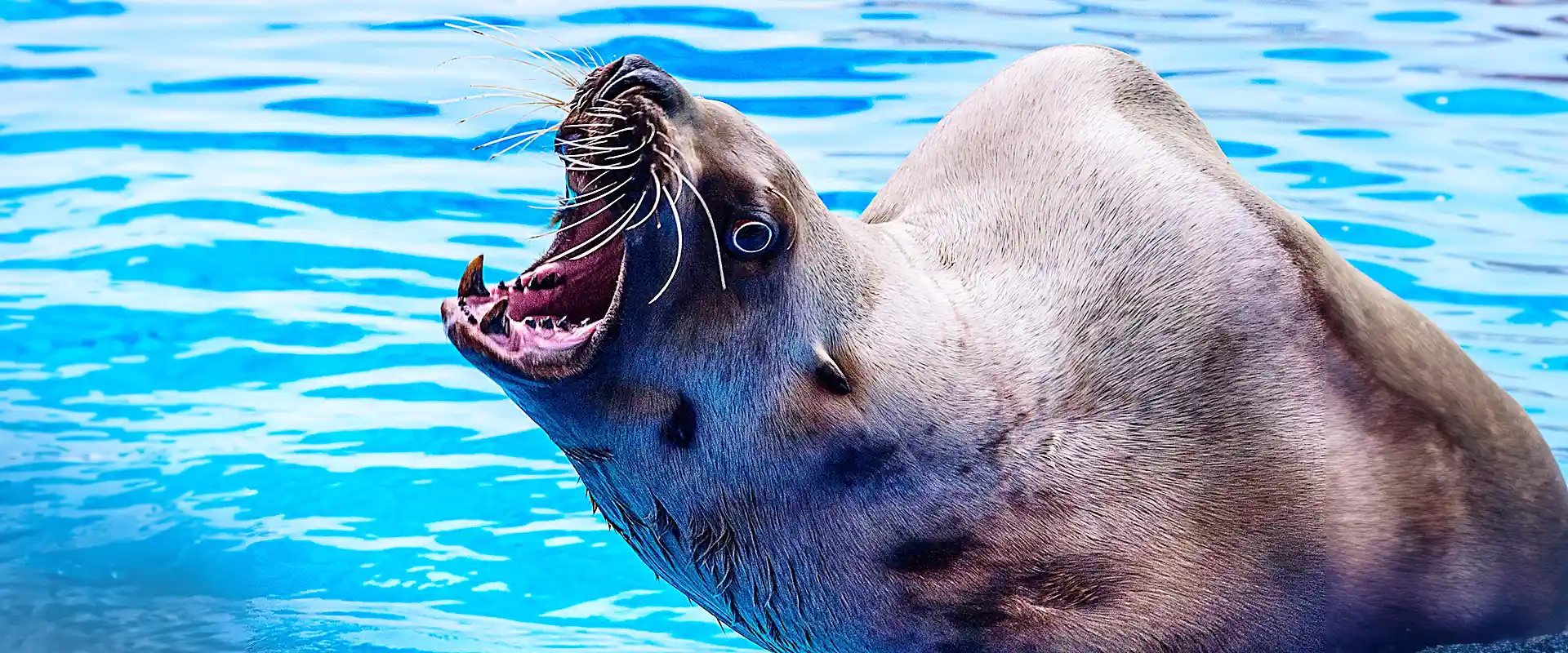 魚へんに「毛」の読み方は？どんな魚？