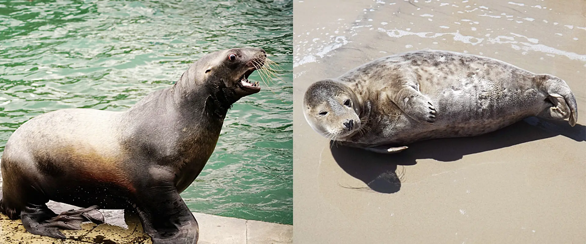 アザラシとの違い