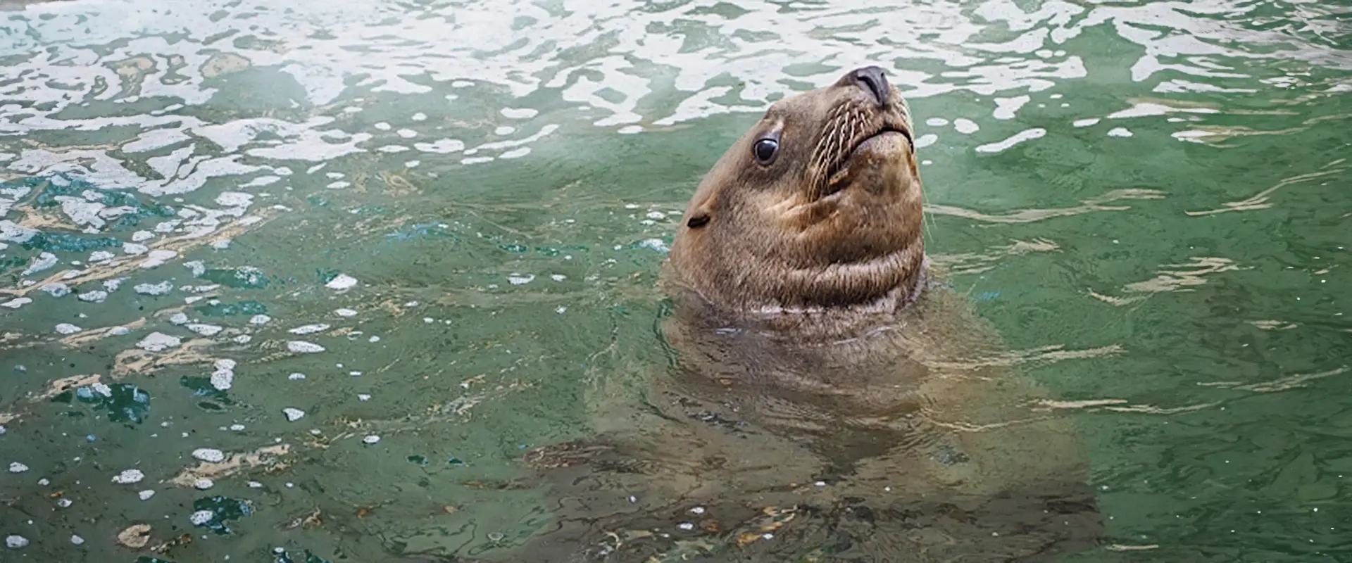 「トド」の名前の由来