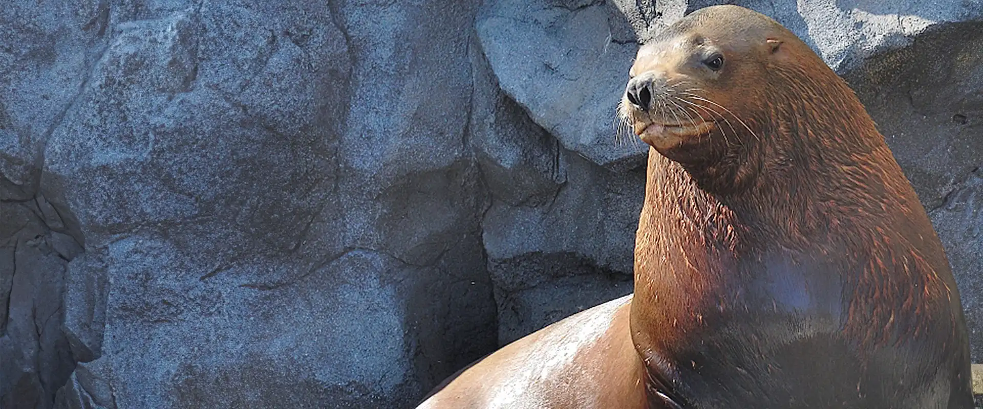 魚へんに「毛」の読み方は？どんな魚？「魹」の名前の由来 まとめ