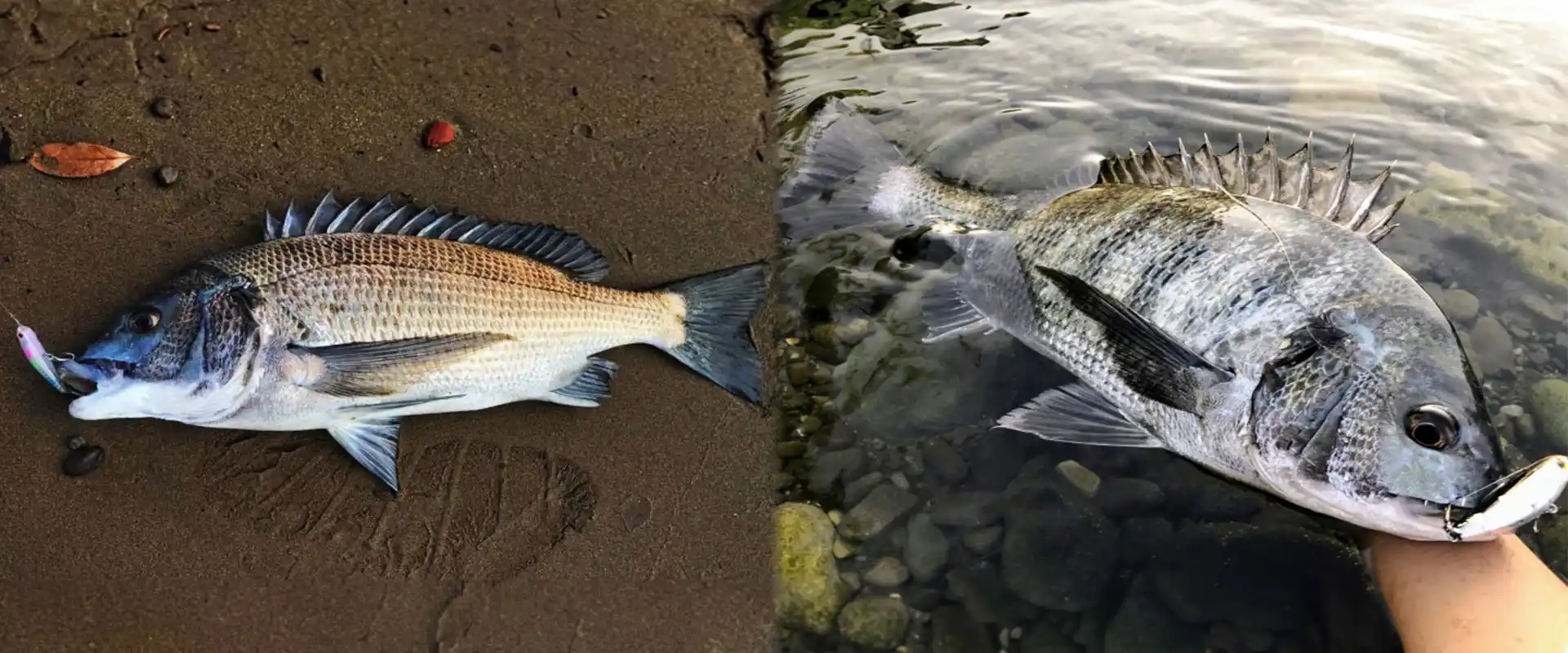 チヌ生態と特徴