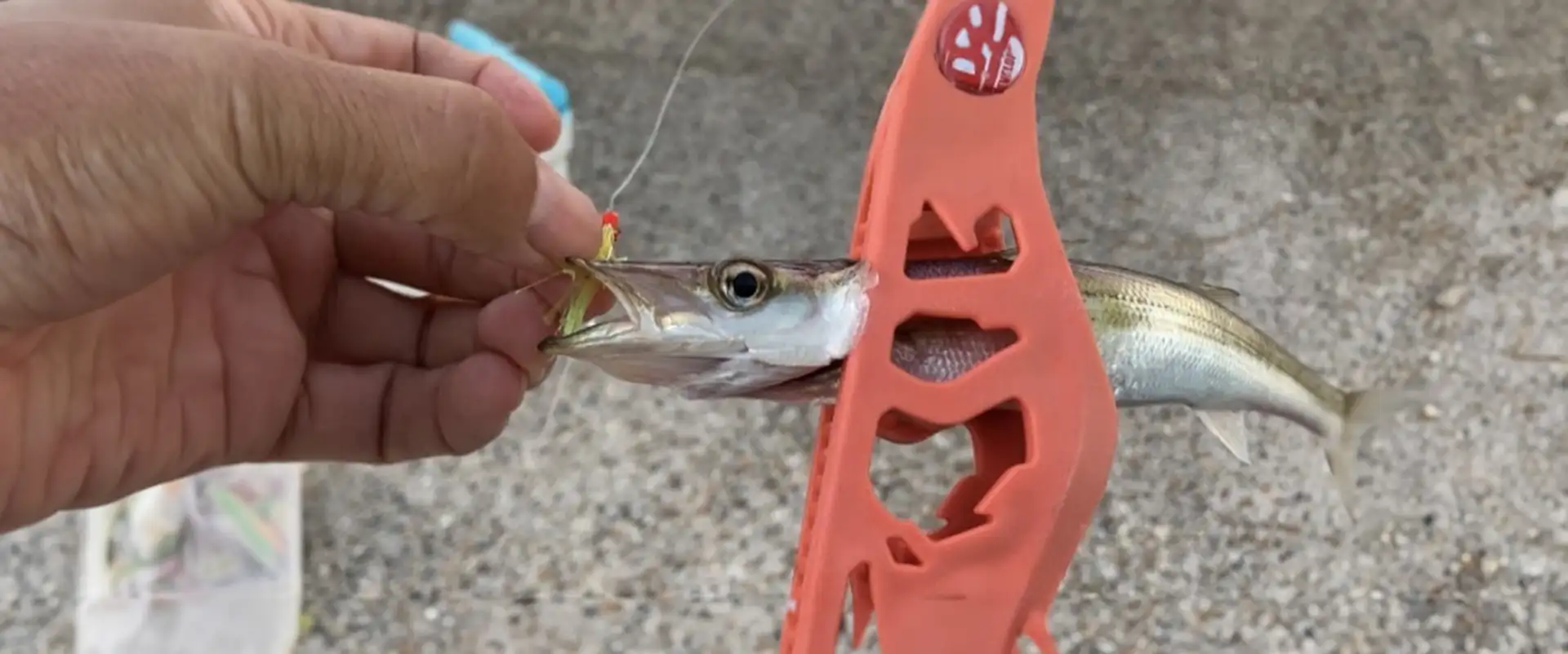 カマス釣りの釣れる時期はいつ？