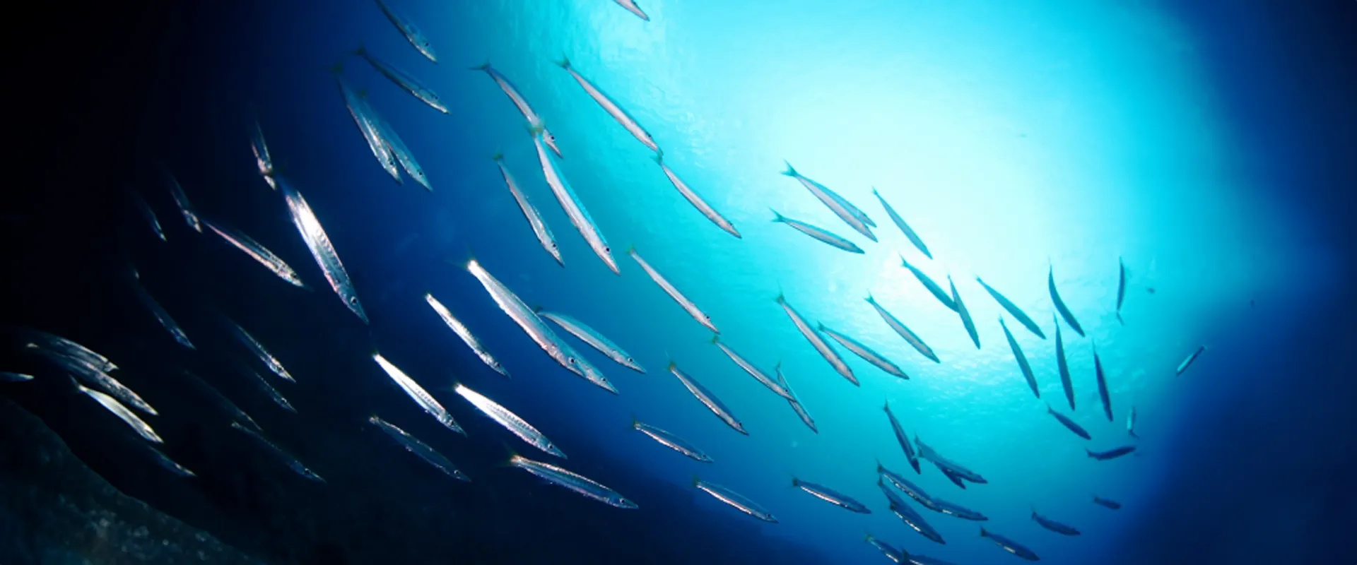 カマスの釣り方とシーズン回遊時期