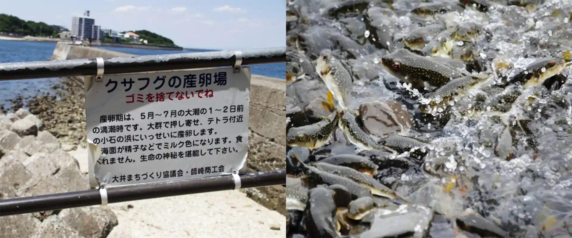 かわいいクサフグを叩きつけるはやめて！釣り人のモラル まとめ