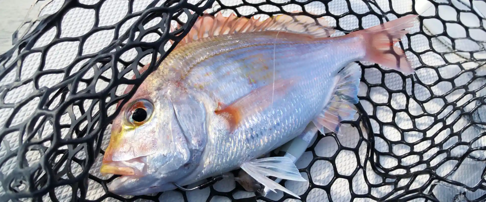 釣れた連子鯛（レンコダイ）はまずいの？なぜ安い？食べ方は？