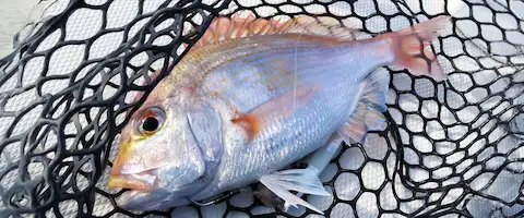 レンコダイの食べ方