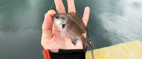 スズメダイ食べてみる？