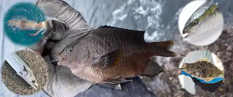 釣れたスズメダイ