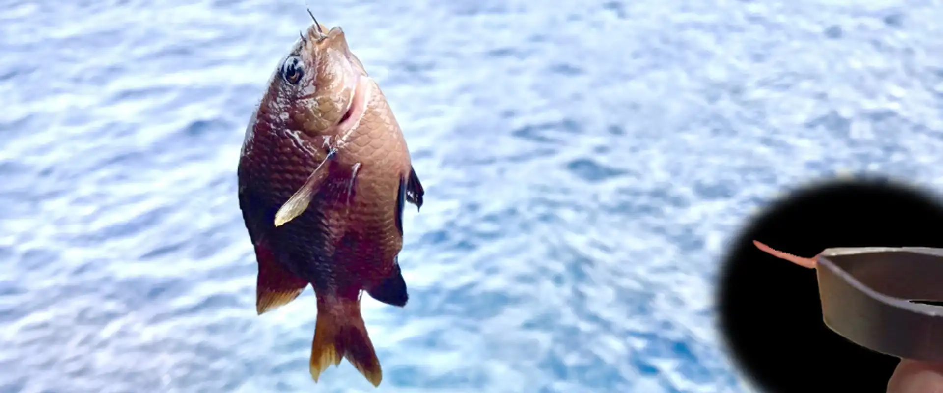 スズメダイの幼魚「オセン」