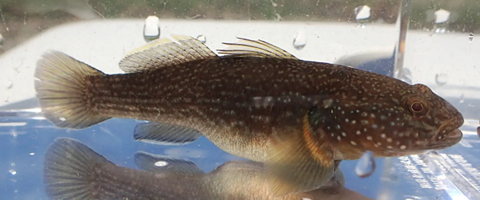 ダボハゼって悪口？どういう意味？食べると美味しいの？