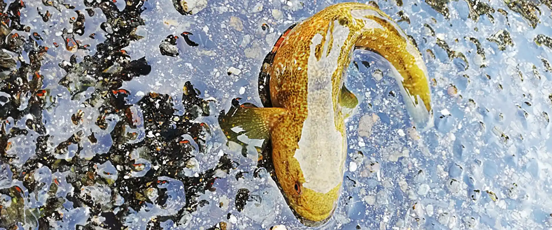 そもそもダボハゼ（ドロメ）とは？食べれるの？