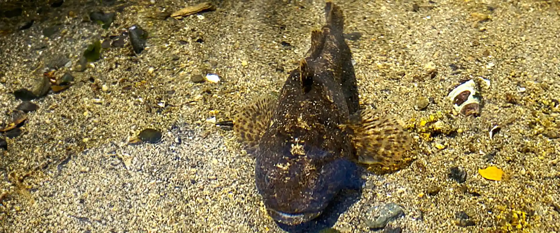 なんで「ダボハゼ」って呼ばれるの？悪口？