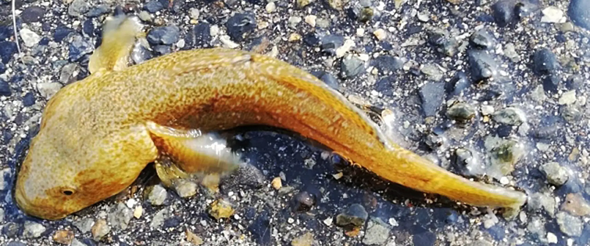 ダボハゼって悪口？どういう意味？食べると美味しいの？まとめ